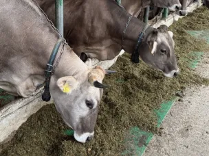 Более чем на 25% вырос объем реализации племенного молодняка КРС нижегородских компаний за первое полугодие 2025 года